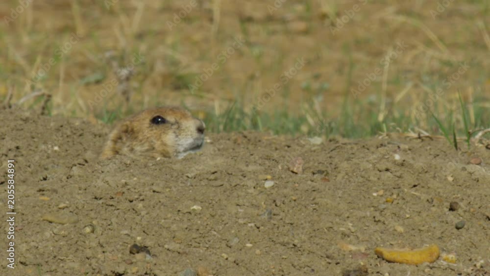 Close prairie dog wearily emerges from burrow in afternoon
