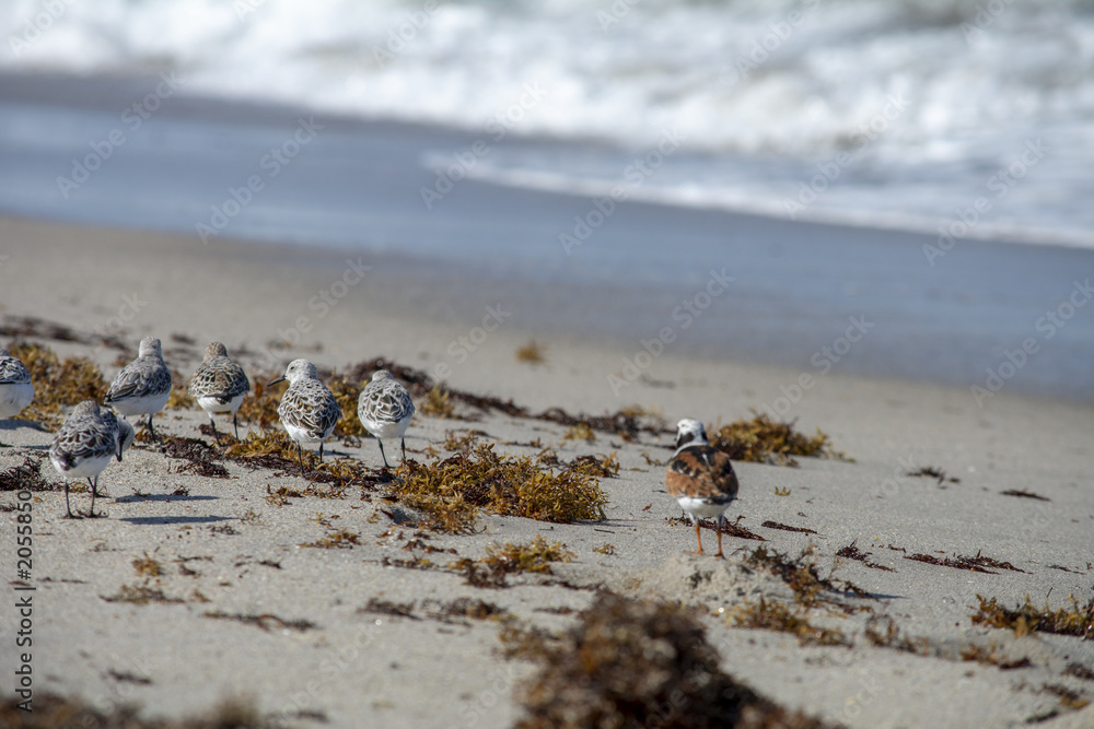 Ruddy Turnstones and Sandpipers at the beach Ruddy Turnstones and Sandpipers at the beach