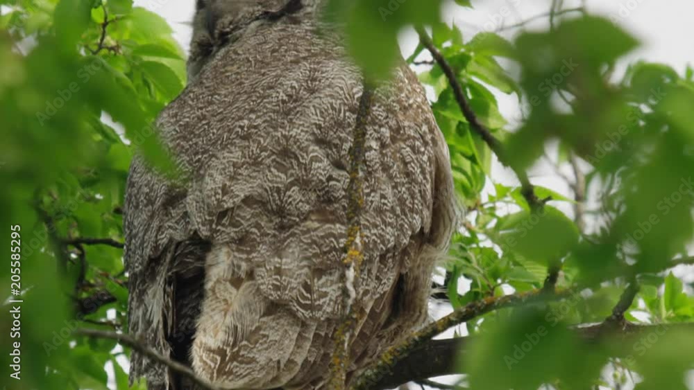 Great horned owl in leafy tree tilt up to head feathers in breeze Great horned owl in leafy tree tilt up to head feathers in breeze