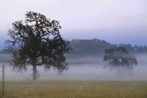 Oak tree silhouettes in the misty dawn in the hills of northern California..