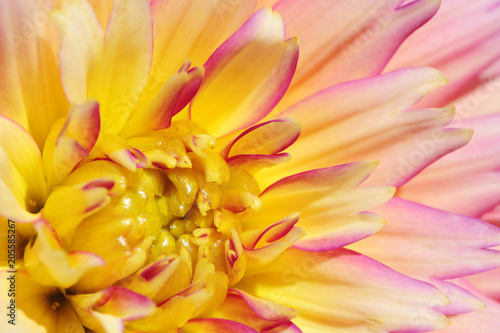 Close-up of Sunset Dahlia flower. photo