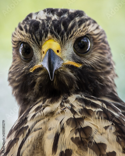 DeMille's Close-Up photo