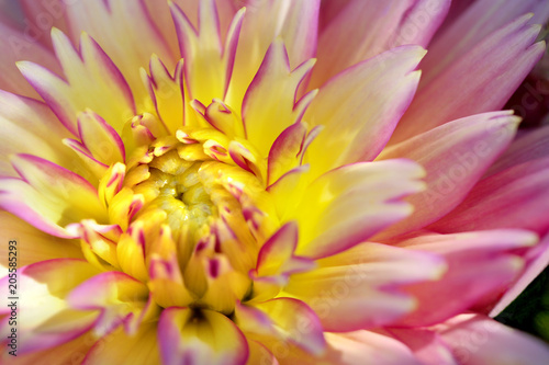 Close-up of Sunset Dahlia flower. photo