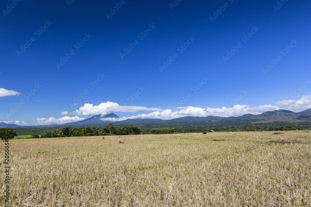 A harvested rice filed with mount Ebulobo volcano in the distance in Flores, Indonesia. A harvested rice filed with mount Ebulobo volcano in the distance in Flores, Indonesia.