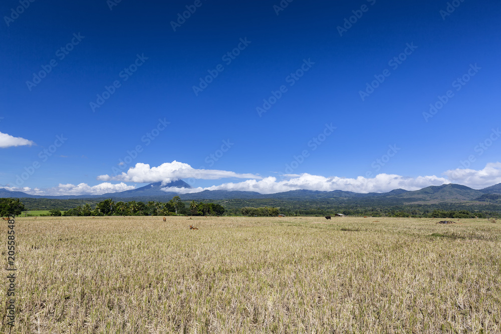 A dry rice field with stratovolcano Ebulobo in the distance.