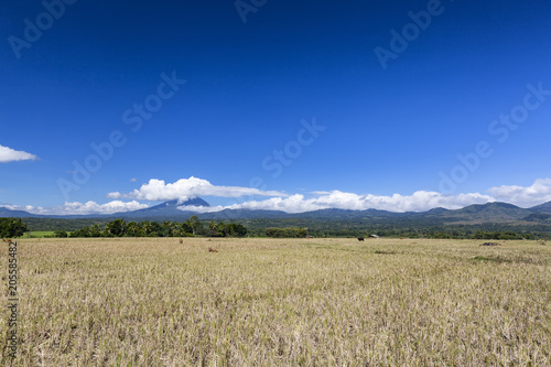 A dry rice field with stratovolcano Ebulobo in the distance.