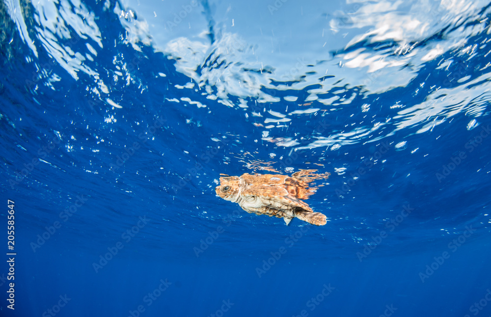 Sea Turtle release at the Bahamas