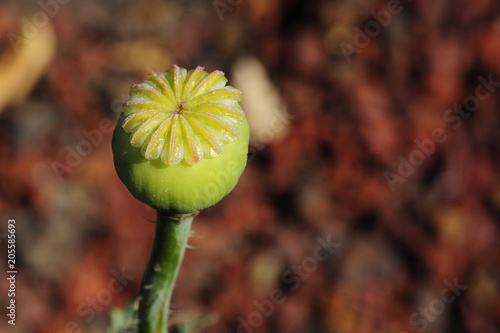 Tableau sur toile Opium poppy seed pod after flower petals have dried and fallen.