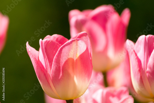 close up of fresh tender blooming pink tulip