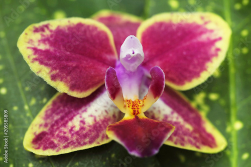 Close-up of a pink and yellow orchid.