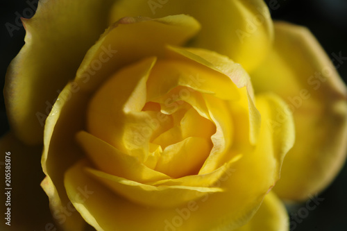 A macro close up of a yellow rose bud.