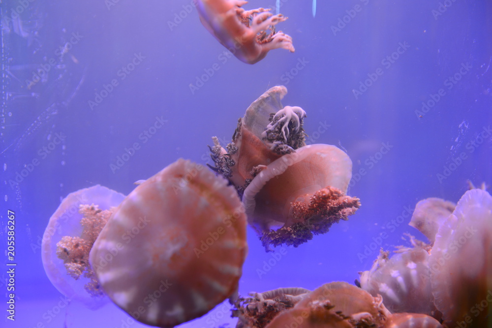 Obraz premium The beautiful jellyfish