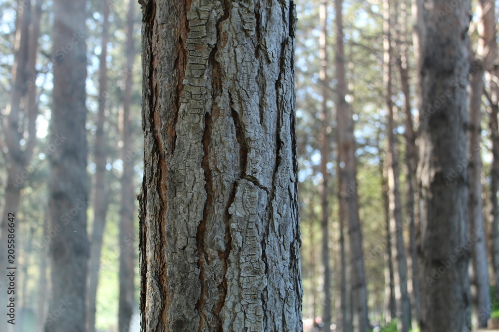 Doğa Doğa