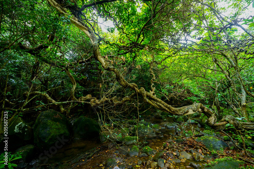 西表島のジャングル © makieni