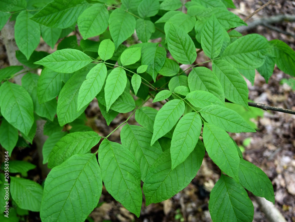 Detail of the green compound leaves of a threatened white ash tree. Detail of the green compound leaves of a threatened white ash tree.