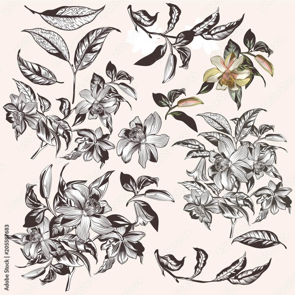 Collection of vector hand drawn tropical flowers for design Collection of vector hand drawn tropical flowers for design