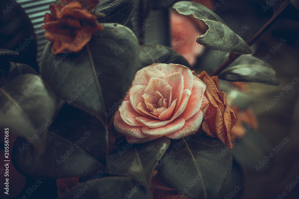 Obraz premium Angielskie Róże