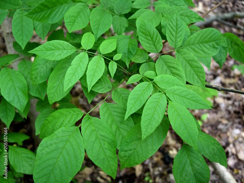 Detail of the green compound leaves of a threatened white ash tree.