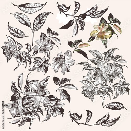 Collection of vector hand drawn tropical flowers for design