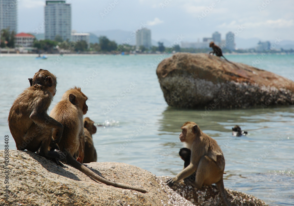 Monkeys on Rocks