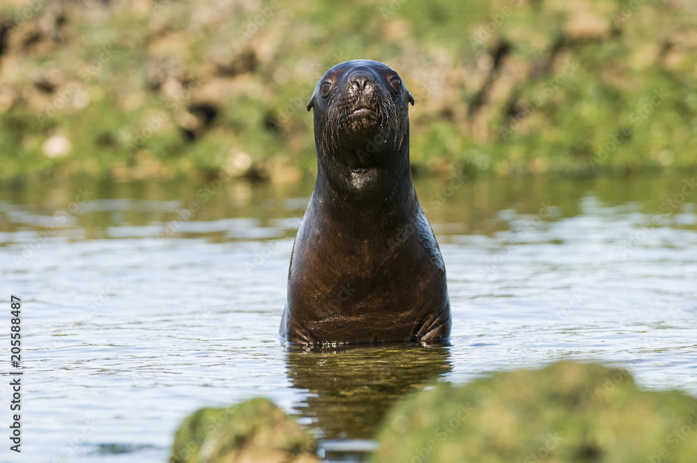Naklejka premium Sea Lion pup gaming, Patagonia Argentina