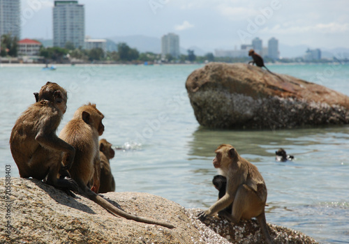 Monkeys on Rocks © Barbara