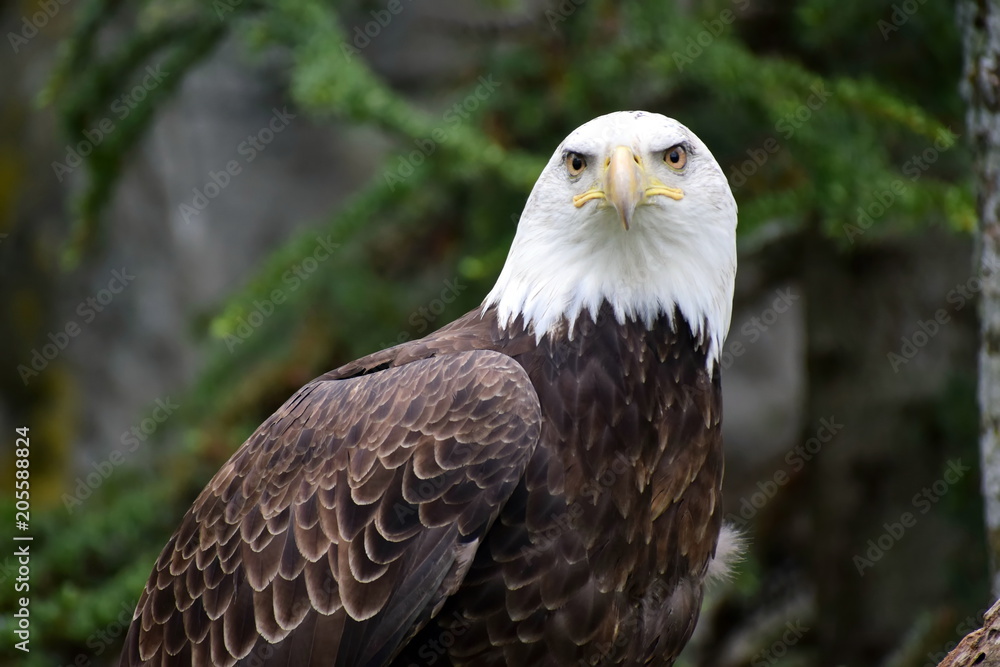 Obraz premium bald eagle stare
