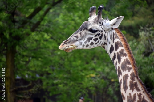 Sticker giraffe