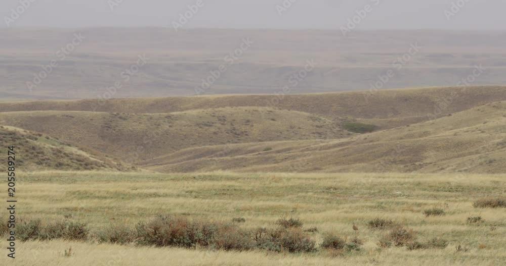 Wide curlew in prairie landscape walking Wide curlew in prairie landscape walking