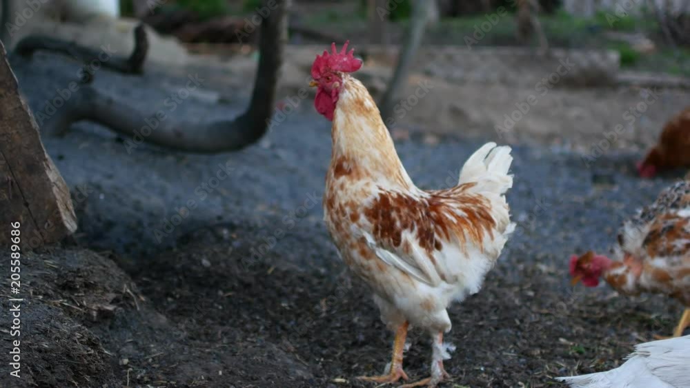 Domestic bird on chicken farming. Poultry farming in village. Domestic bird on chicken farming. Poultry farming in village.