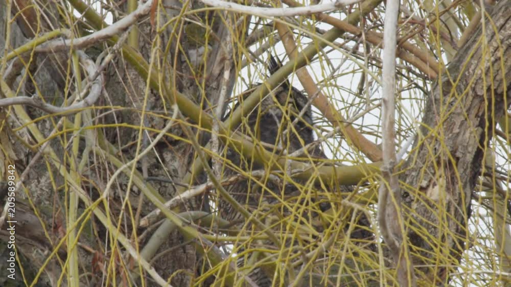 Close through trees on great horned owl in breeze Close through trees on great horned owl in breeze