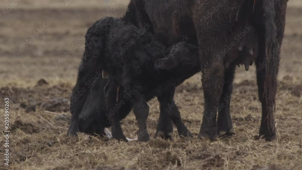Cow chews afterbirth as newborn calf nurses at udder Cow chews afterbirth as newborn calf nurses at udder