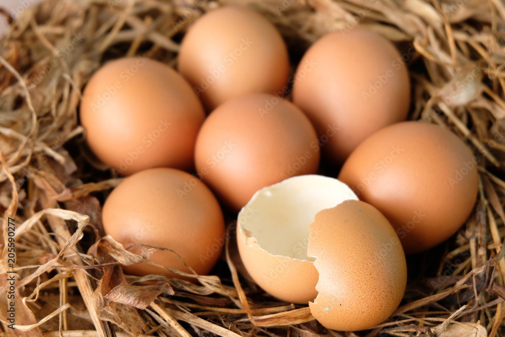 Broken eggs on dry grass