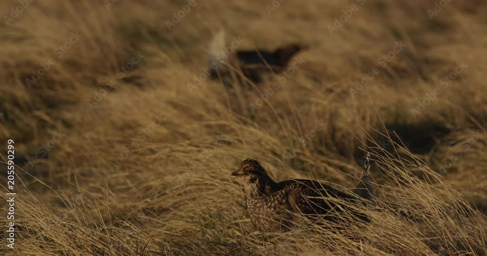 Sharptail grouse dances in background one flies Sharptail grouse dances in background one flies
