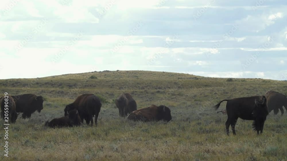 Slow motion - heat shimmers as bison graze on hot afternoon on prairie Slow motion - heat shimmers as bison graze on hot afternoon on prairie