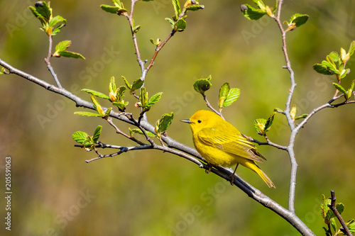 Fotografie, Obraz Yellow warbler perched on a branch