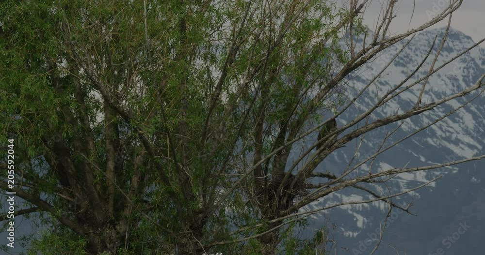Great horned owl perched in tree above nest in mountains Great horned owl perched in tree above nest in mountains
