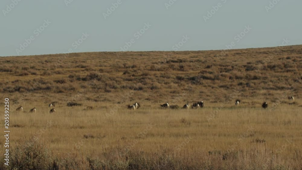 Through sagebrush as two sage grouse display Through sagebrush as two sage grouse display