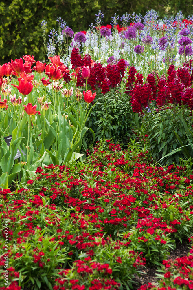 Garden full of red flowers with Tulips, snapdragon and plumarius