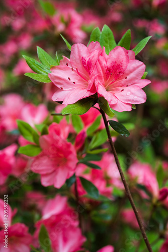 Close up on pink azalea flower in the park
