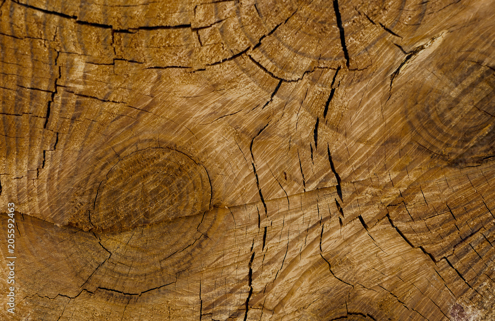 Fototapeta premium Closeup macro view of end cut wood tree section with cracks and annual rings. Natural organic texture with cracked and rough surface. Flat wooden surface with annual rings.
