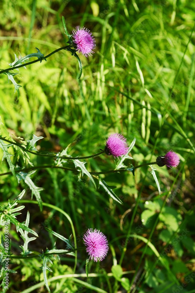Japanese thistle flowers