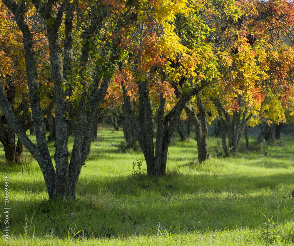Pear trees displaying fall colors.