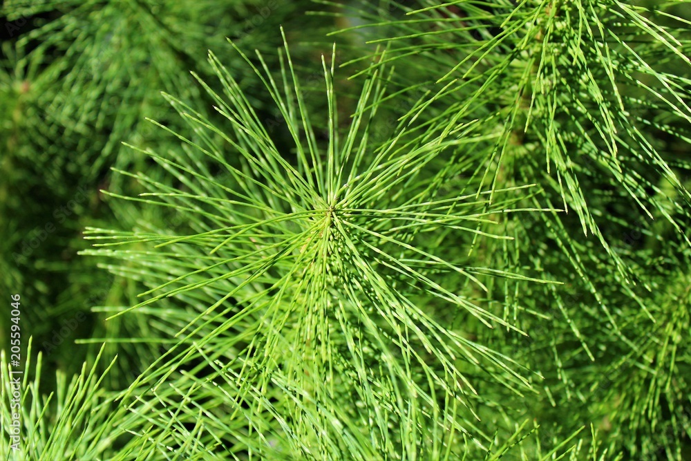 Close up view of horsetail plant in the wild Close up view of horsetail plant in the wild