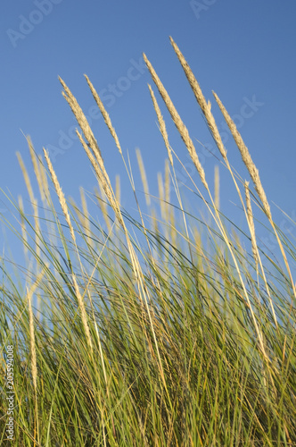 Beach grass blows gently in the wind.