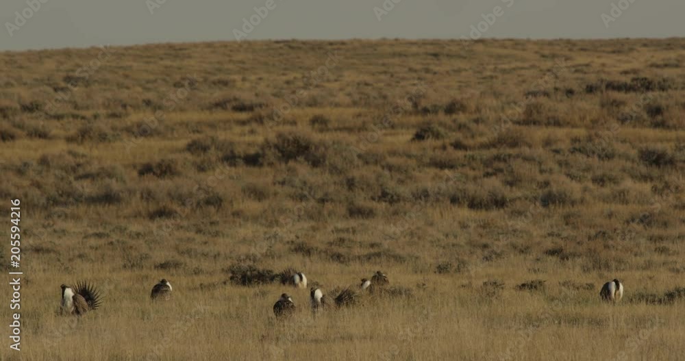Sage grouse display in morning breeze and golden light Sage grouse display in morning breeze and golden light