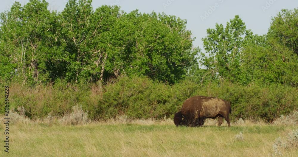 Lone bull bison grazes in early light - medium Lone bull bison grazes in early light - medium