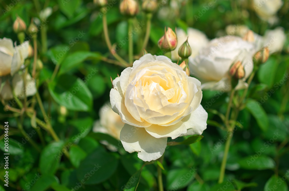 English roses garden in Sennan City, Osaka, Japan
English roses garden in Sennan City, Osaka, Japan