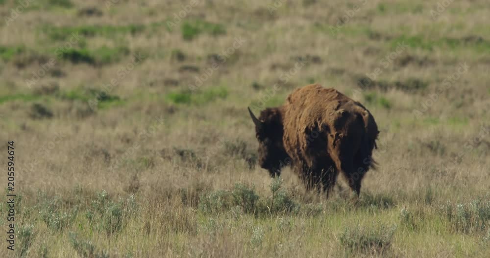 Shaggy young bison walking away over prairie Shaggy young bison walking away over prairie