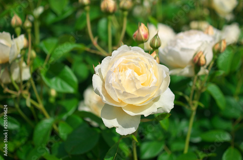 English roses garden in Sennan City  Osaka  Japan  